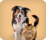 Pets