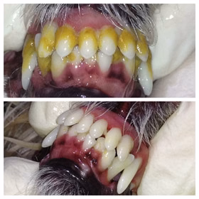 No- Sedation Cat Teeth Cleaning