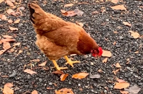 18 weeks old chickens – brown layers