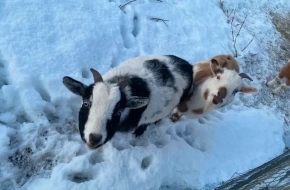 Nigerian Dwarf and fainting goats