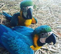 Parrots Farm and available parrots for sale