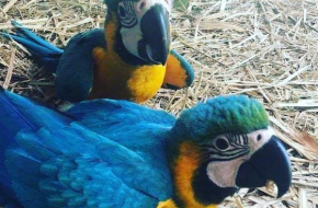 Parrots Farm and available parrots for sale