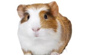 Guinea Pig