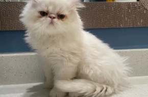 Exotic Longhair Persians