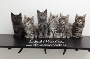 Purebred Registered Maine Coon Kittens