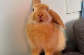 Adorable Rabbits for sale!!