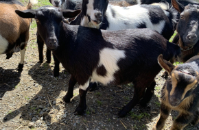 van H’s Checkers & van H’s Sky Pilot *M | VG89