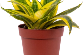 Jay -Sansevieria Golden Hahnii | Birds Nest Snake Plant (s)- 13% Off
