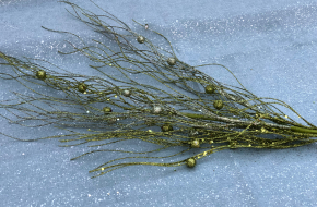 Green glitter branch pick with beads and 18″ stem- 50% Off