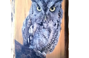 Live Edge Wood Wall Art Print – Screech Owl (Large)- 33% Off