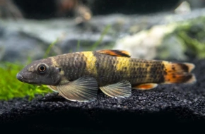 GARRA PANDA (Garra flavatra) 2402- 25% Off