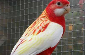 Rubino Eastern Rosellas