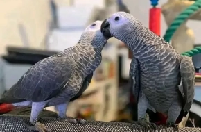 Healthy African Grey Parrot
