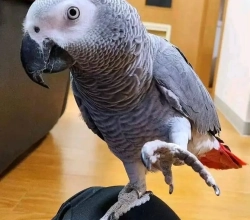 Male and female african parrots available