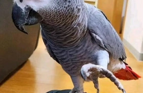 Male and female african parrots available