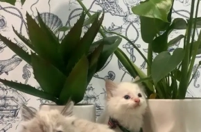 Ragdoll kittens