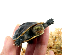 Chinese Box Turtle