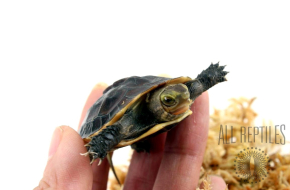 Chinese Box Turtle