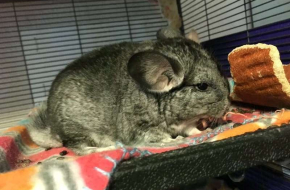 Chinchillas Babies For Sale