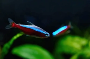 Cardinal Tetra- 17% Off