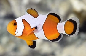 Extreme DaVinci Clownfish ( Captive-Bred Juvenille)