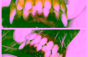 No- Sedation Cat Teeth Cleaning