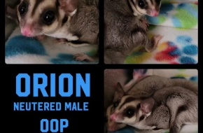 Sugar Glider Stitchery  Orion – Joey (Available)