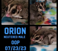 Sugar Glider Stitchery  Orion – Joey (Available)