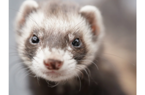 Marshall Ferret