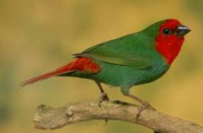 Parrot Finch Red Head