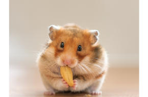 Fancy Syrian Hamster