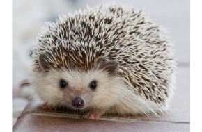 Hedgehog