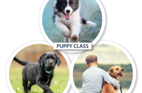 Foundation Obedience (Puppy to Adult)