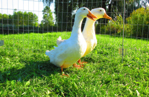 Pekin Ducks