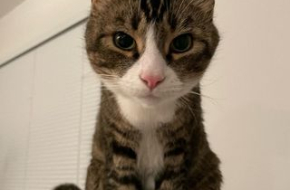 Coquitlam Cat Drop-in Care