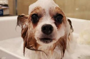 Pet Pet Square @ Burnaby