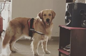 Doggy Walking @ Richmond